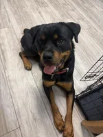 Ruby , a female Rottweiler for sale in Tampa, FL – Photo 2 of 2