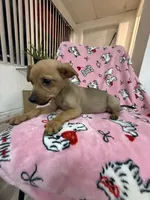 Louie, a male Dachshund and Chihuahua for sale in Tampa, FL – 2 of 5