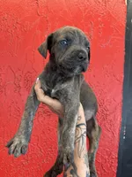 King, a male Cane Corso for sale in Tampa, FL – 2 of 5