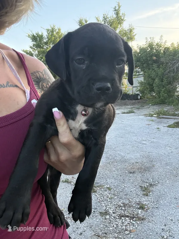 Suki – Cane Corso puppy for sale in Tampa, FL