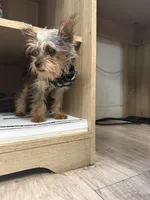 Benny, a male Yorkshire Terrier for sale in Atlanta, GA – 4 of 4