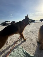 Savanna , a female German Shepherd Dog for sale in Tampa, FL – 3 of 7