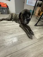 Jojo , a female English Mastiff for sale in Tampa, FL – 3 of 4