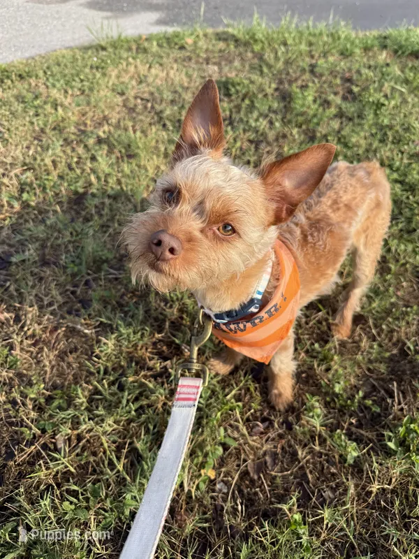 Walle  – Yorkshire Terrier puppy for sale in Tampa, FL