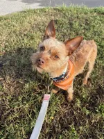 Walle , a male Yorkshire Terrier for sale in Tampa, FL – 1 of 5