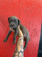Blue girl, a female Cane Corso for sale in Tampa, FL – 4 of 5