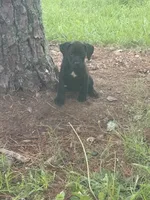 Corso pups, a female Cane Corso for sale in Atlanta, GA – 5 of 10