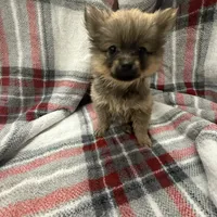 Foxy, a female Pomeranian for sale in Tampa, FL – Photo 1 of 5