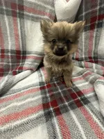 Foxy, a female Pomeranian for sale in Anniston, AL – Photo 1 of 5