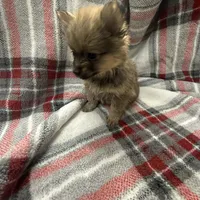 Foxy, a female Pomeranian for sale in Tampa, FL – Photo 3 of 5