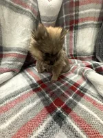 Foxy, a female Pomeranian for sale in Anniston, AL – Photo 5 of 5