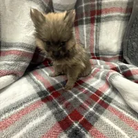 Foxy, a female Pomeranian for sale in Tampa, FL – Photo 2 of 5