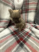 Foxy, a female Pomeranian for sale in Anniston, AL – Photo 2 of 5