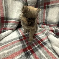 Foxy, a female Pomeranian for sale in Tampa, FL – Photo 4 of 5