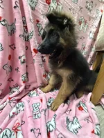 Winston, a male German Shepherd Dog for sale in Anniston, AL – Photo 1 of 6