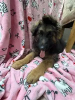 Winston, a male German Shepherd Dog for sale in Anniston, AL – Photo 6 of 6