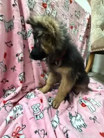 Winston, a male German Shepherd Dog for sale in Anniston, AL – Photo 2 of 6