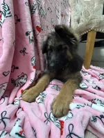 Winston, a male German Shepherd Dog for sale in Anniston, AL – Photo 4 of 6