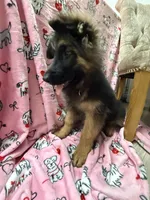 Winston, a male German Shepherd Dog for sale in Anniston, AL – Photo 3 of 6