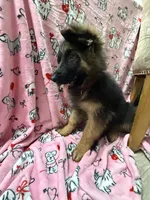 Winston, a male German Shepherd Dog for sale in Anniston, AL – Photo 5 of 6