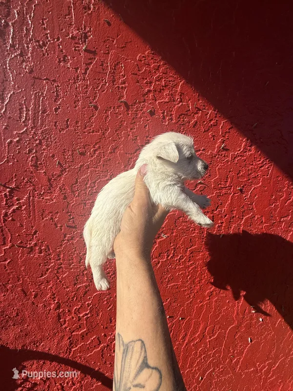 Sugar – West Highland White Terrier, Chihuahua puppy for sale in Tampa, FL