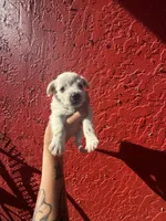 Sugar, a female West Highland White Terrier and Chihuahua for sale in Tampa, FL – Photo 2 of 4