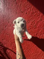 Sugar, a female West Highland White Terrier and Chihuahua for sale in Tampa, FL – Photo 4 of 4