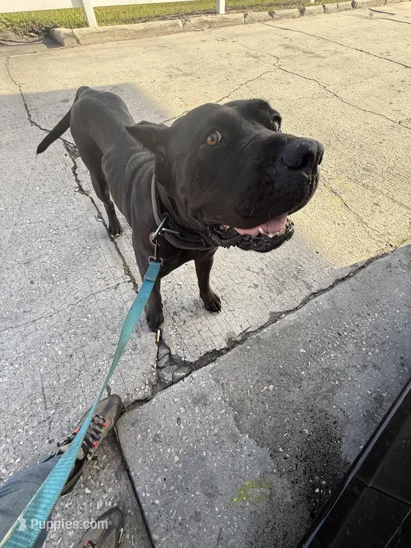 Nubia – Perro de Presa Canario puppy for sale in Tampa, FL