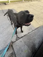 Nubia, a female Perro de Presa Canario for sale in Tampa, FL – Photo 1 of 4