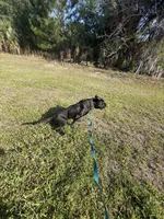 Nubia, a female Perro de Presa Canario for sale in Tampa, FL – Photo 4 of 4