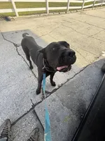 Nubia, a female Perro de Presa Canario for sale in Tampa, FL – Photo 2 of 4