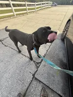 Nubia, a female Perro de Presa Canario for sale in Tampa, FL – Photo 3 of 4