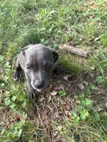 Corso pups, a female Cane Corso for sale in Atlanta, GA – 10 of 10