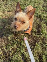 Walle , a male Yorkshire Terrier for sale in Tampa, FL – 3 of 5