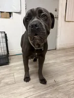 Nova, a male Cane Corso for sale in Tampa, FL – 2 of 2