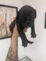 Girl 1, a female Cane Corso for sale in Tampa, FL – 1 of 5