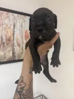 Girl 1, a female Cane Corso for sale in Tampa, FL – 2 of 5