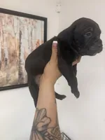 Girl 1, a female Cane Corso for sale in Tampa, FL – 5 of 5