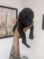 Girl 1, a female Cane Corso for sale in Tampa, FL – 4 of 5