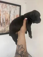 Girl 1, a female Cane Corso for sale in Tampa, FL – 3 of 5