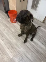 Chance, a male Perro de Presa Canario for sale in Tampa, FL – Photo 5 of 7