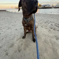 Chance, a male Perro de Presa Canario for sale in Tampa, FL – Photo 2 of 7