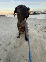 Chance, a male Perro de Presa Canario for sale in Anniston, AL – Photo 5 of 5