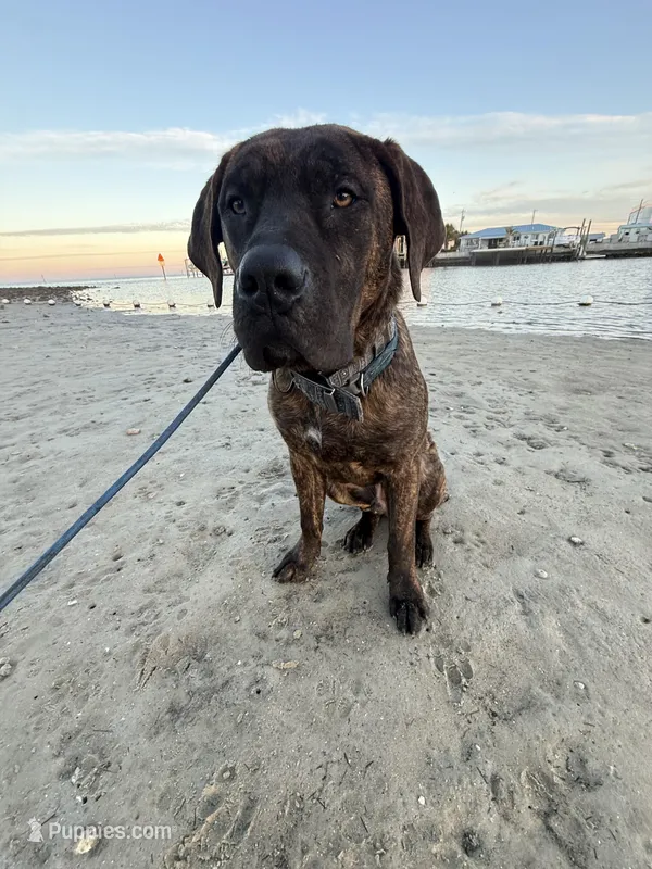 Chance – Perro de Presa Canario puppy for sale in Tampa, FL