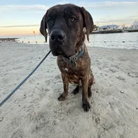 Chance, a male Perro de Presa Canario for sale in Tampa, FL – Photo 1 of 7