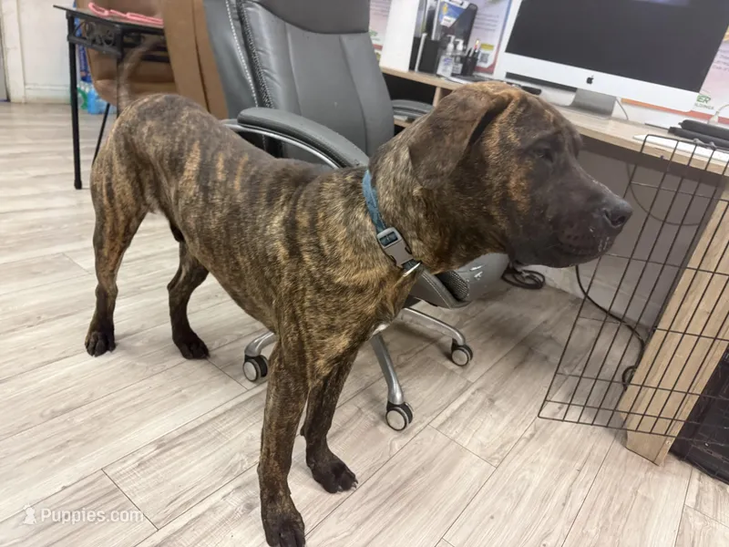 Chance – Perro de Presa Canario puppy for sale in Tampa, FL