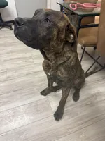 Chance, a male Perro de Presa Canario for sale in Tampa, FL – Photo 3 of 7