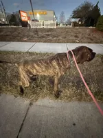 Chance, a male Perro de Presa Canario for sale in Tampa, FL – Photo 4 of 7