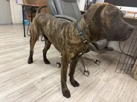 Chance, a male Perro de Presa Canario for sale in Tampa, FL – Photo 7 of 7