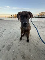 Chance, a male Perro de Presa Canario for sale in Anniston, AL – Photo 1 of 5